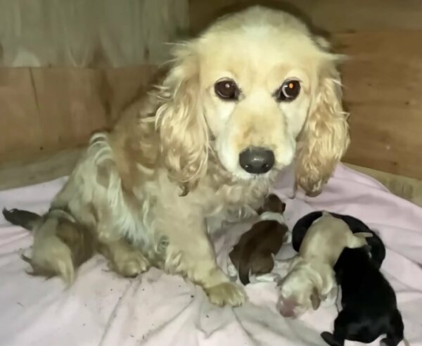 Mom Dog and Her Puppies Abandoned: A Tale of Heartbreak and Hope-1