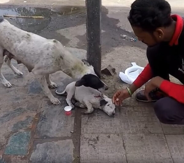 La desesperada súplica de ayuda de una madre perra conduce al increíble rescate de su cachorro herido-1