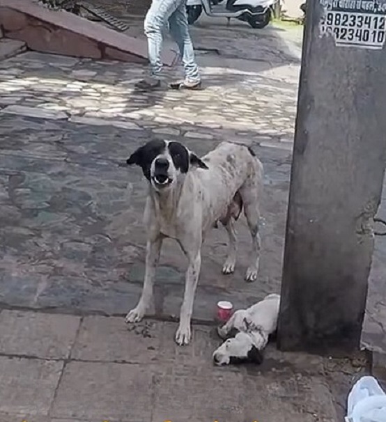 La desesperada súplica de ayuda de una madre perra conduce al increíble rescate de su cachorro herido-1