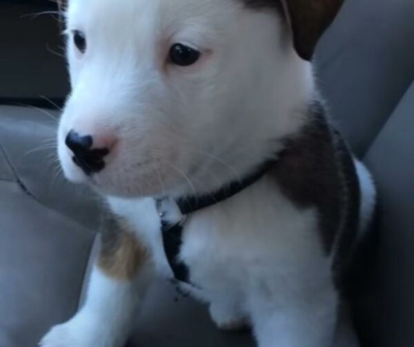 Puppy's Hiccup Adventure Will Tug at Your Heartstrings and Make You Smile-1