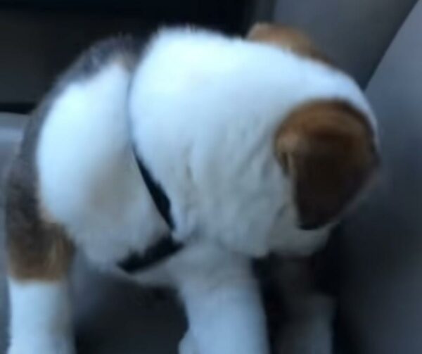 Puppy's Hiccup Adventure Will Tug at Your Heartstrings and Make You Smile-1