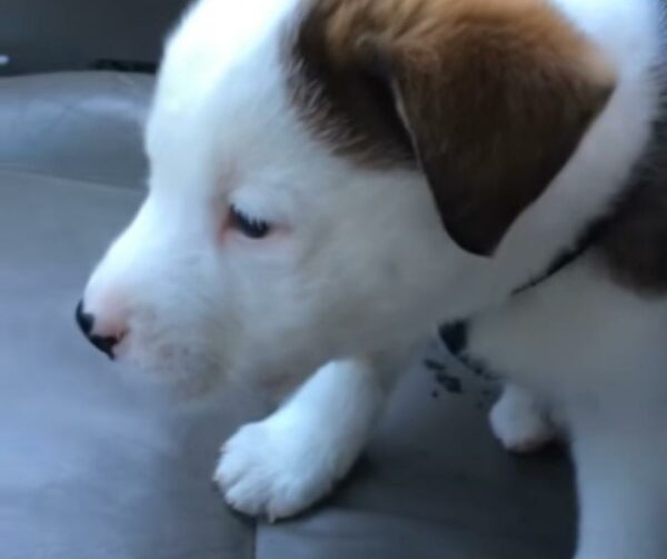 Puppy's Hiccup Adventure Will Tug at Your Heartstrings and Make You Smile-1