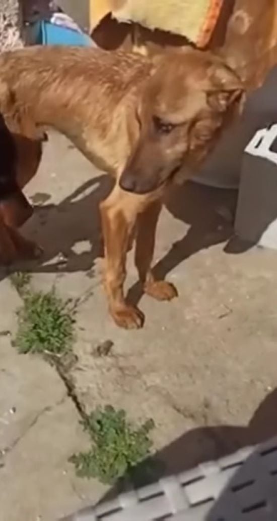 Misión de rescate: cómo un perro abandonado encontró esperanza y una nueva vida-1