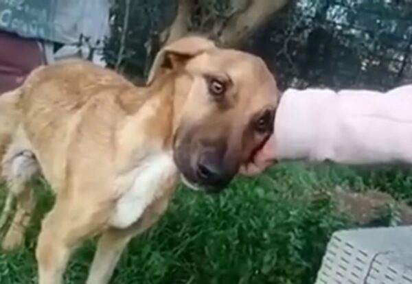 Misión de rescate: cómo un perro abandonado encontró esperanza y una nueva vida-1