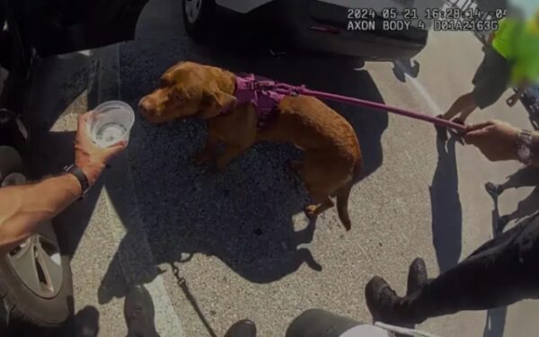 Rescue Mission: Police Save Dog from Sweltering Car, Owner in Hot Water-1