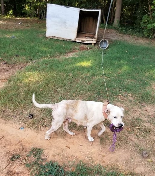 Misión de rescate revela la vida oculta de un perro en necesidad desesperada-1