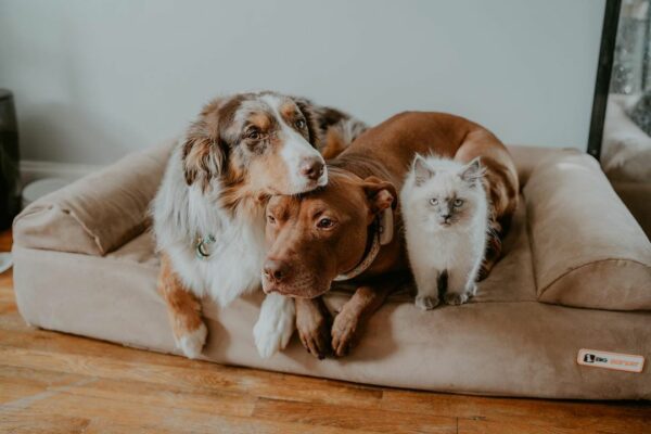 Rescue Pittie Forms Unlikely Bond with Adorable Feline Brother-1