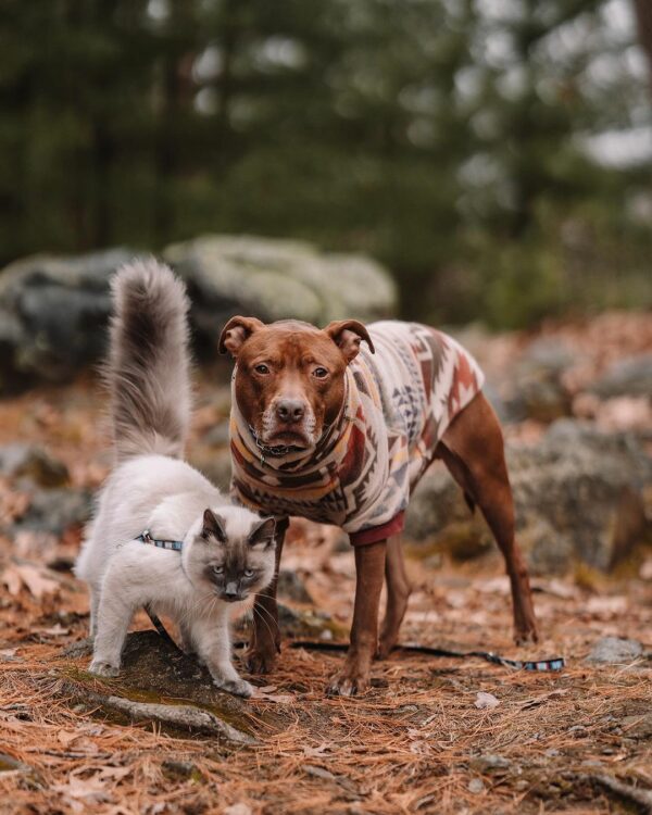 Rescue Pittie forma un vínculo improbable con su adorable hermano felino-1