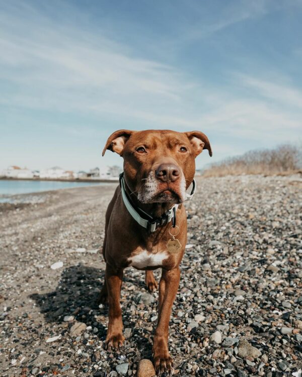 Rescue Pittie forma un vínculo improbable con su adorable hermano felino-1