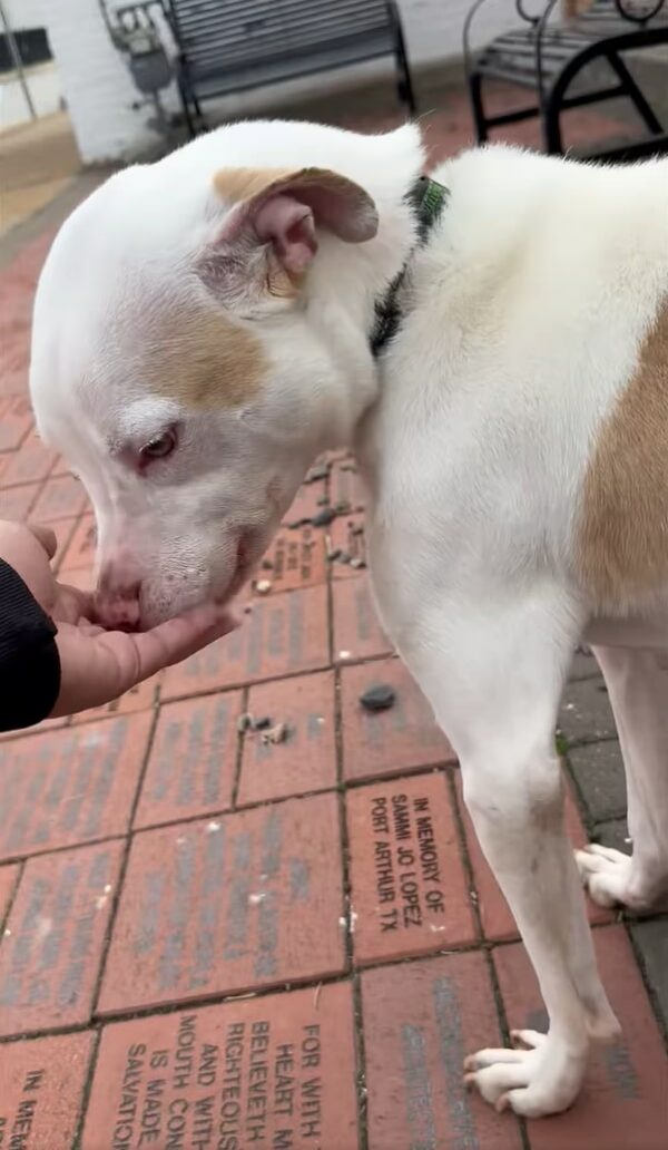 La feliz reacción del perro rescatado al ser salvado te tocará la fibra sensible-1