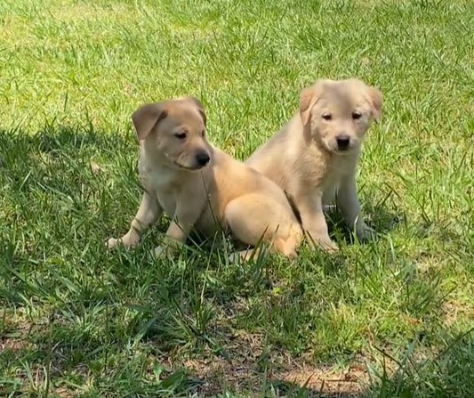 Rescatados en el último momento: El sincero viaje de dos cachorros abandonados-1