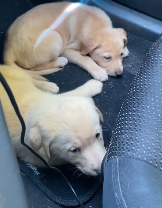 Rescatados en el último momento: El sincero viaje de dos cachorros abandonados-1