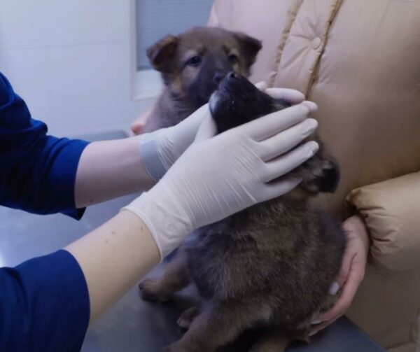 La primera noche de cachorros rescatados en una cama cálida después del angustioso invierno-1