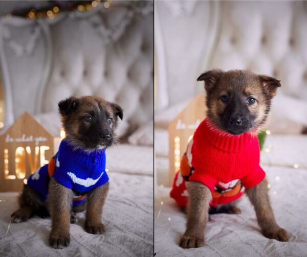 La primera noche de cachorros rescatados en una cama cálida después del angustioso invierno-1