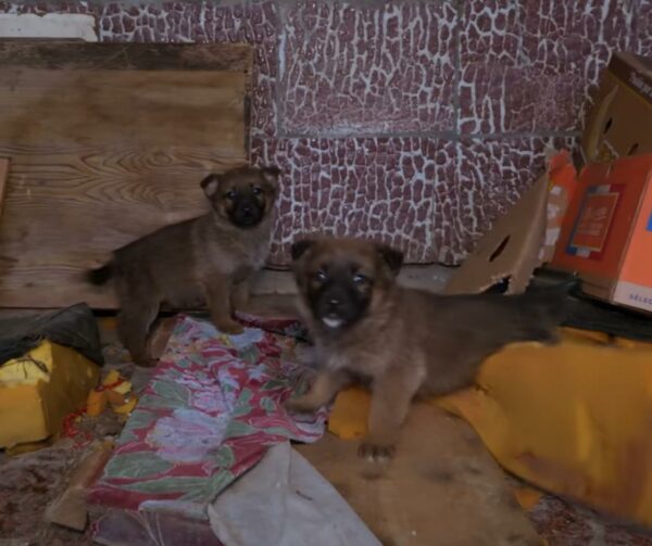 Rescued Puppies' First Night in a Warm Bed After Harrowing Winter-1