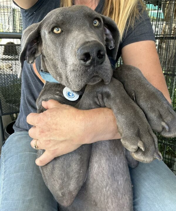 Rescuers Couldn't Believe Their Eyes When They Discovered This Starving Great Dane-1