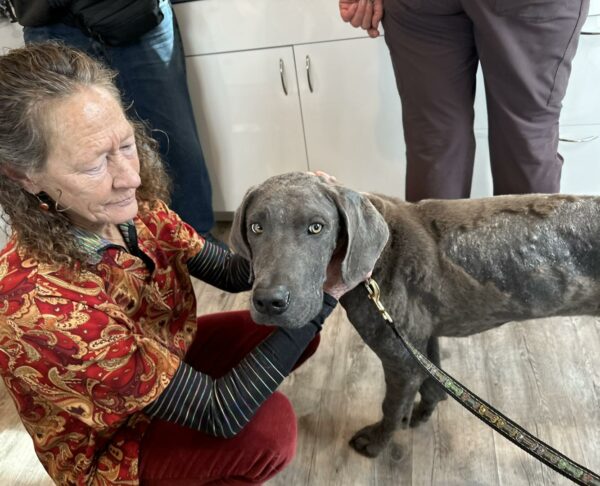 Rescuers Couldn't Believe Their Eyes When They Discovered This Starving Great Dane-1