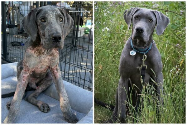 Rescuers Couldn't Believe Their Eyes When They Discovered This Starving Great Dane-1