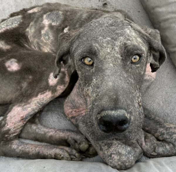 Rescuers Couldn't Believe Their Eyes When They Discovered This Starving Great Dane-1