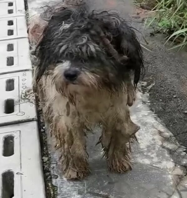 Rescuers Discover Heartbreaking Secret Behind Mud-Covered Dog at Bus Station-1