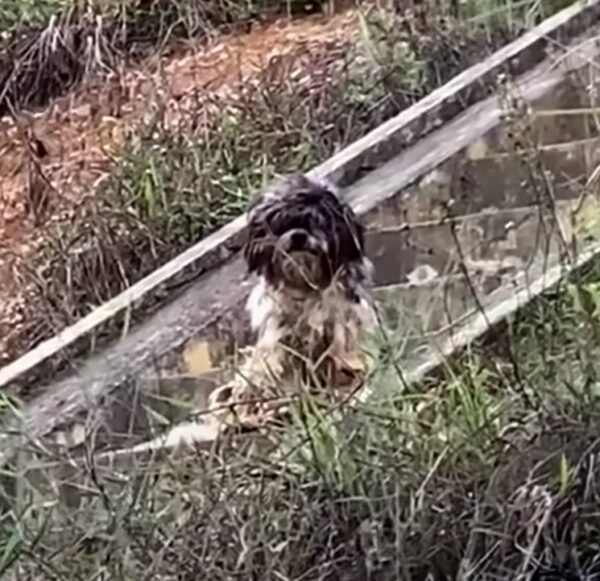 Los rescatistas descubren un secreto desgarrador detrás de un perro cubierto de barro en la estación de autobuses-1