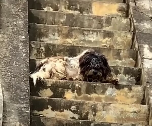 Los rescatistas descubren un secreto desgarrador detrás de un perro cubierto de barro en la estación de autobuses-1