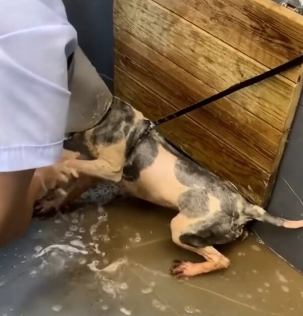 Rescuers Discover Heartbreaking Secret Behind Mud-Covered Dog at Bus Station-1