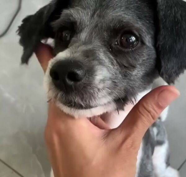 Los rescatistas descubren un secreto desgarrador detrás de un perro cubierto de barro en la estación de autobuses-1