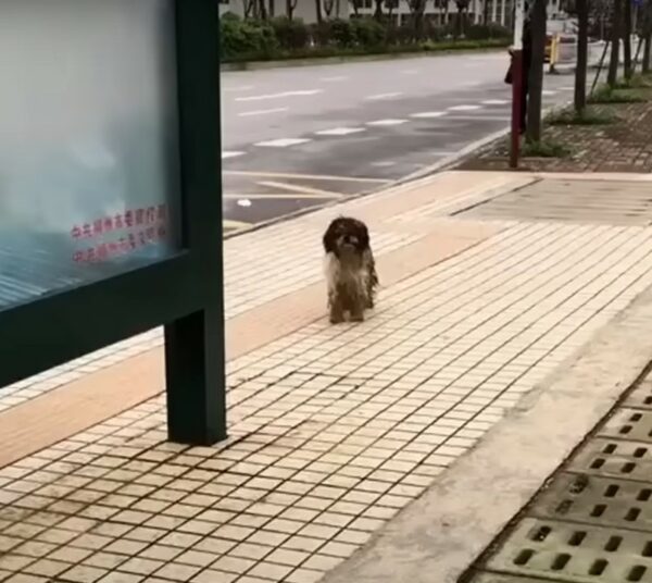 Los rescatistas descubren un secreto desgarrador detrás de un perro cubierto de barro en la estación de autobuses-1