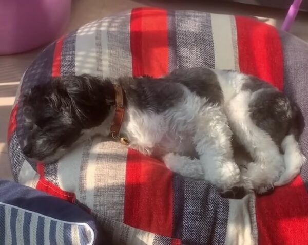 Los rescatistas descubren un secreto desgarrador detrás de un perro cubierto de barro en la estación de autobuses-1