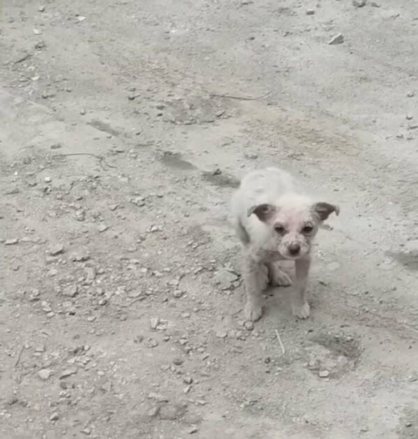 Los rescatistas descubren a un cachorro enfermo en condiciones increíbles, no creerás lo que sucede después-1