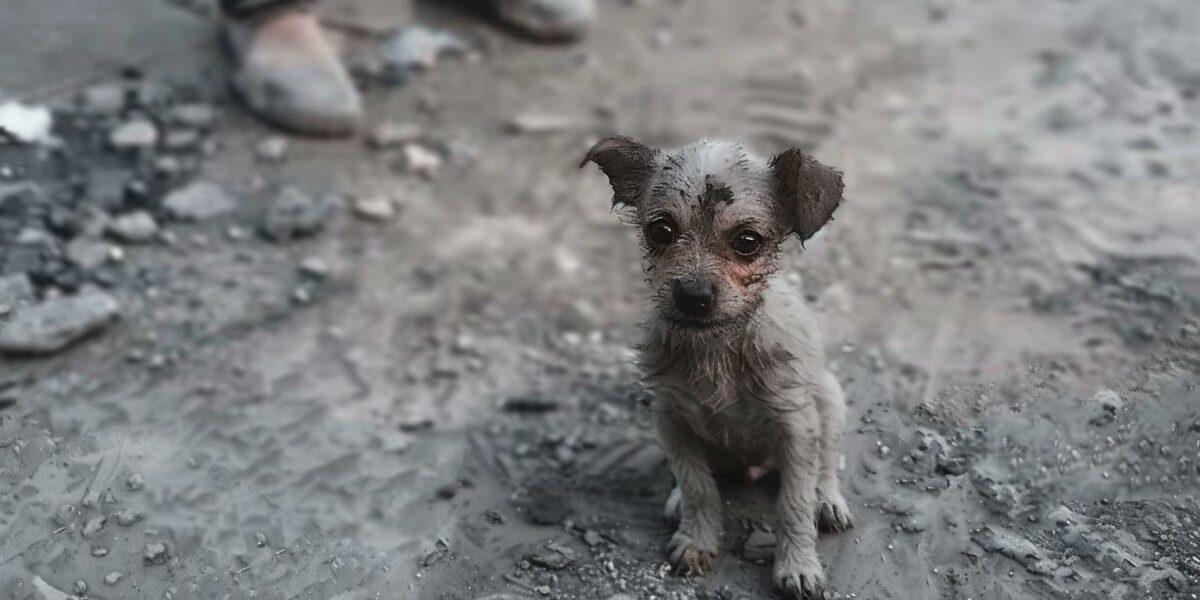 Rescuers Discover Ill Pup in Unbelievable Condition, You Won't Believe What Happens Next