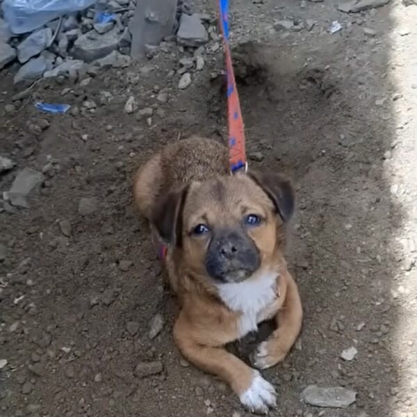 Rescuers Find Desperate Pup on the Brink of Death, What Happens Next Will Melt Your Heart!-1