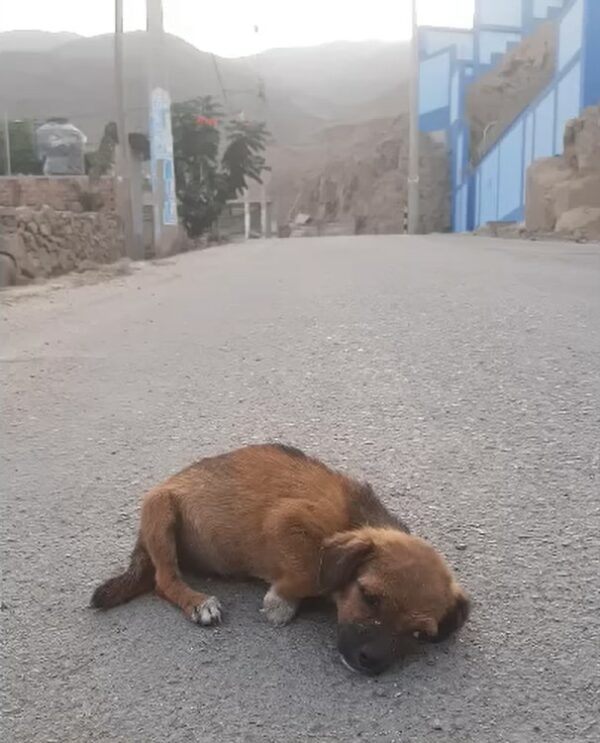 Los rescatistas encuentran un cachorro desesperado al borde de la muerte, ¡lo que sucederá después derretirá tu corazón! -1