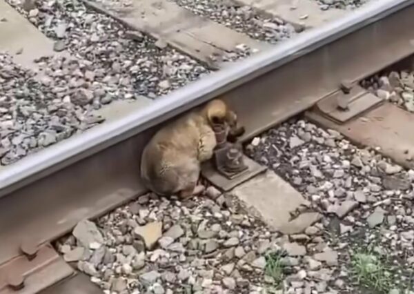 Carrera contra el tiempo de los rescatistas: el milagroso rescate ferroviario que derretirá tu corazón-1