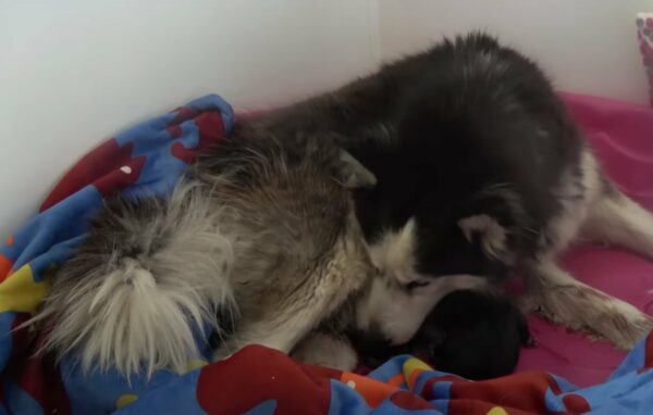 Rescuers Stumble Upon Pregnant Husky in Desperate Need at Construction Site-1