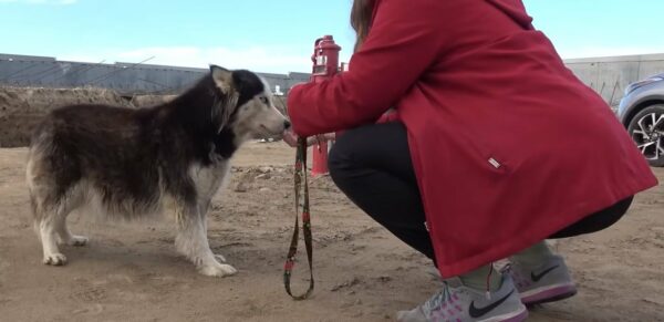 Los rescatistas se topan con una husky embarazada que la necesita desesperadamente en el sitio de construcción-1