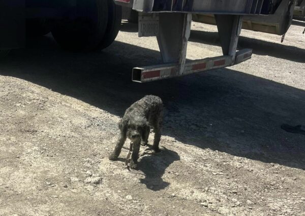 Rescuer's Tearful Discovery of a Desperate Dog in a Truck Yard Will Move You-1