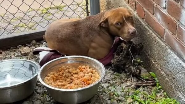 El increíble encuentro del rescatador con un cachorro escondido en un callejón-1