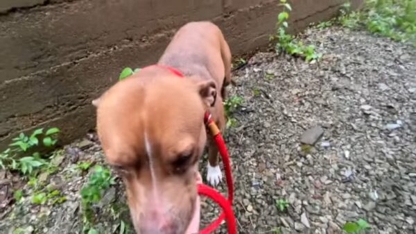 Rescuer's Unbelievable Encounter With A Pup Hiding In An Alley-1