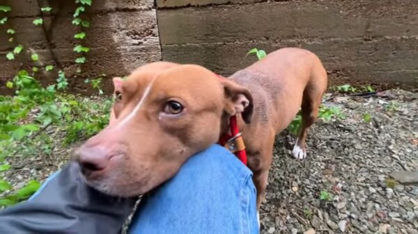 Rescuer's Unbelievable Encounter With A Pup Hiding In An Alley-1