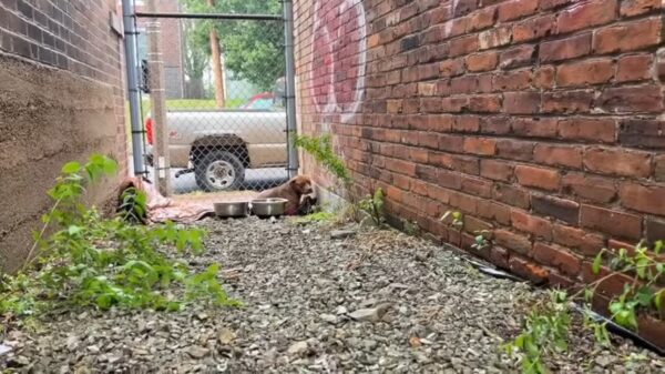 El increíble encuentro del rescatador con un cachorro escondido en un callejón-1