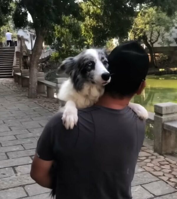 Stray Dog's Life Takes Unbelievable Turn After Meeting a Kind Stranger-1