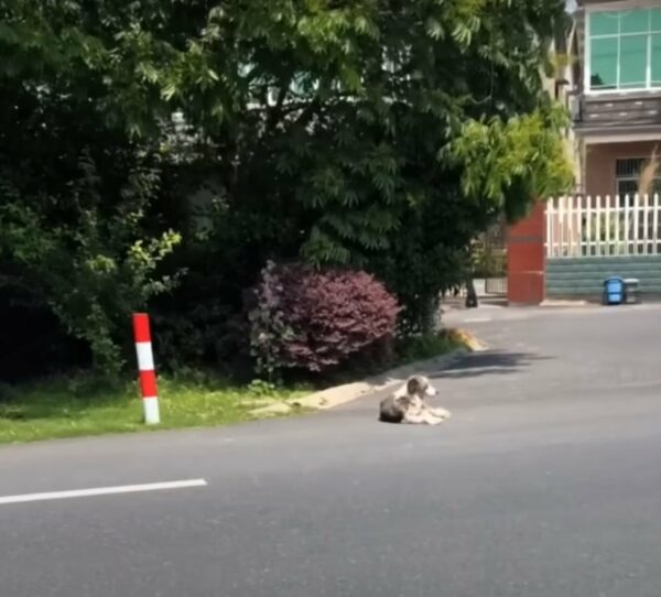 Stray Dog's Life Takes Unbelievable Turn After Meeting a Kind Stranger-1