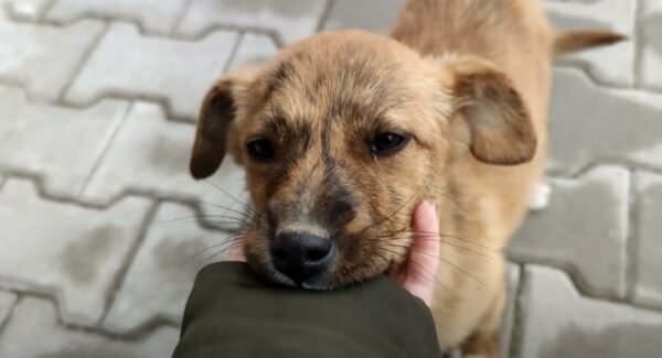 Stray Puppy’s Journey: From Abandonment to a Loving Home-1