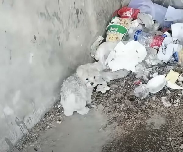 La milagrosa transformación de Stray Pup: de un montón de basura a un amigo preciado-1