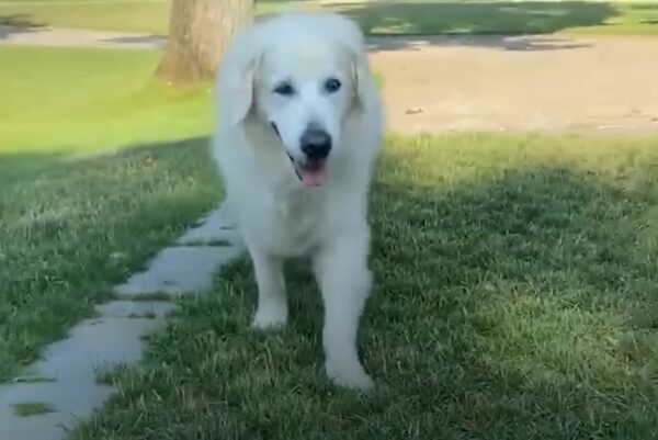 El ritual diario de un golden retriever que se robó el corazón de todos-1