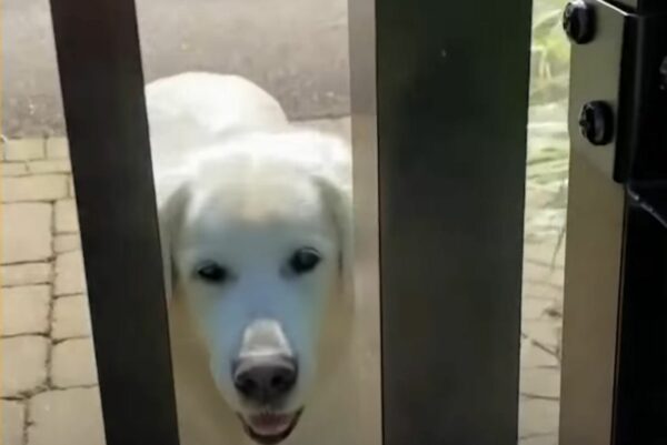 El ritual diario de un golden retriever que se robó el corazón de todos-1