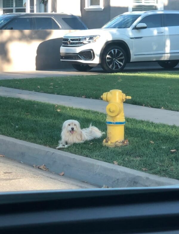 The Heart-Tugging Tale of a Dog's Endless Vigil for His Lost Owner-1