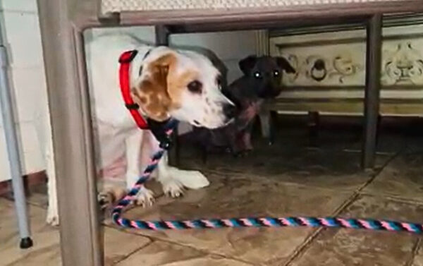 El cachorro tembloroso que encontró el amor a pesar de sus miedos-1